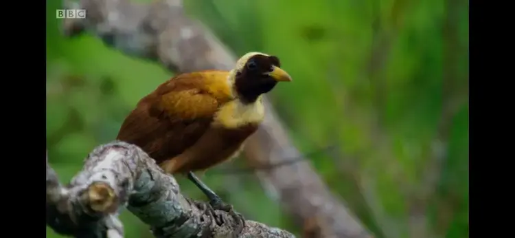 Red bird-of-paradise (Paradisaea rubra) as shown in Planet Earth II - Jungles
